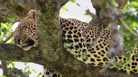 A large African leopard rests and pants in a tree after killing and eating a wildebeest the night before. Large predators find ample prey during the great migration in Maasai Mara Reserve. Close-up