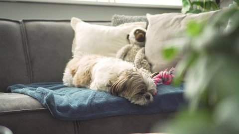 Tired Boomer dog resting on sofa, medium shot
