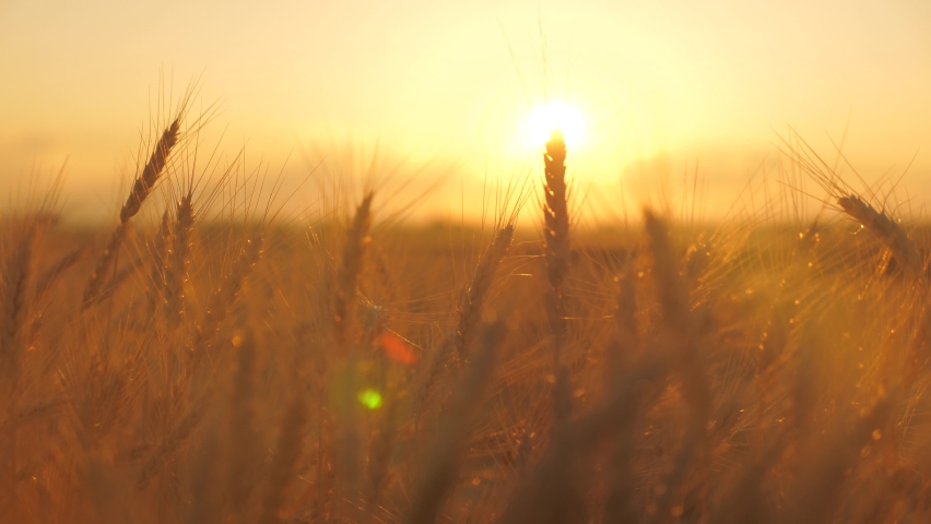 Ripe wheat ears in field. Beautiful sunset with countryside over a field of wheat. sun illuminates wheat crops. huge yellow wheat field in idyllic nature in golden rays of sunset.