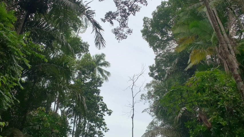 Landscape of rainforest with a little stream. Pan shot from top to bottom