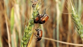 Scarab beetle, Anisoplia austriaca, on the wheat ears, a harmful pest of cereal crops