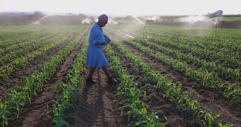 Black African female farmer using a digital tablet to monitor a corn crop that is being irrigated on large scale vegetable farm
