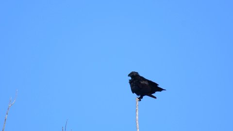 Common raven sitting on a dry tree branch and gnaws on a stick. Corvus corax