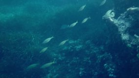 Underwater video of the coast of Menorca with a lot of fish swimming on the shoal and the rays of the sun breaking through the water between the rocks.
