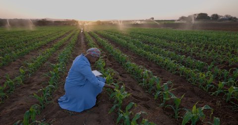 Black African female farmer using a digital tablet to monitor a corn crop that is being irrigated on large scale vegetable farm