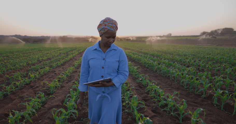 Black African female farmer using a digital tablet to monitor a corn crop that is being irrigated on large scale vegetable farm | Shutterstock HD Video #1059374453