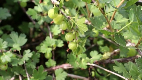 Fresh green gooseberries. Green berries close-up on a gooseberry branch. Young gooseberries in the orchard on a shrub. Gooseberries in the orchard.