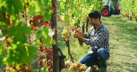Authentic shot of happy successful farmer or winemaker is cutting and picking ripe grape bunches from vines during wine harvest season in vineyard for further high quality wine production.