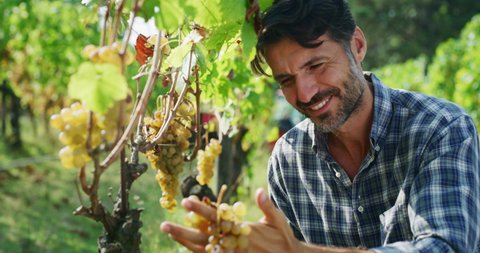 Authentic close up shot of happy successful farmer or winemaker is cutting and picking ripe grape bunches from vines during wine harvest season in vineyard for further high quality wine production.