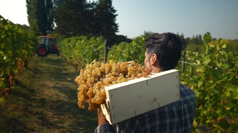 A happy successful male farmer or winemaker is walking in the middle of vine branches and carrying picked grapes during wine harvest season in vineyard for further high quality wine production
