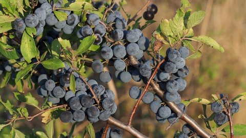 Blackthorn or sloe berries branch with ripe fruits in autumn, Prunus spinosa