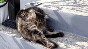 gray fluffy cat in the shade from the sun cleans its fur. Tatarstan Russia July 2020