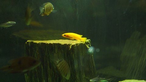 exotic bright yellow and dark cichlid fish swims in clean aquarium water near artificial wooden stump close view