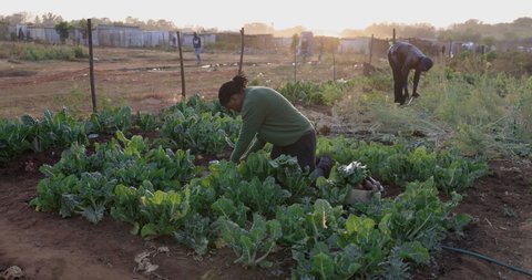 Man and woman tend to vegetables in a small community garden at an informal settlement (squatter camp)