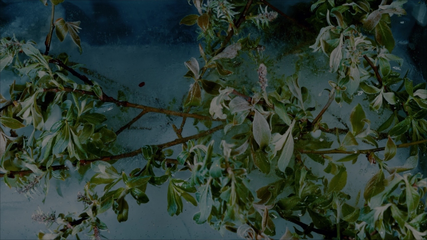 Green leaves freeze in the frost in spring.