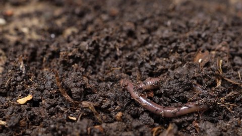 Earthworm in the soil of garden. Earthworms are plowing the soil in the vegetable field.