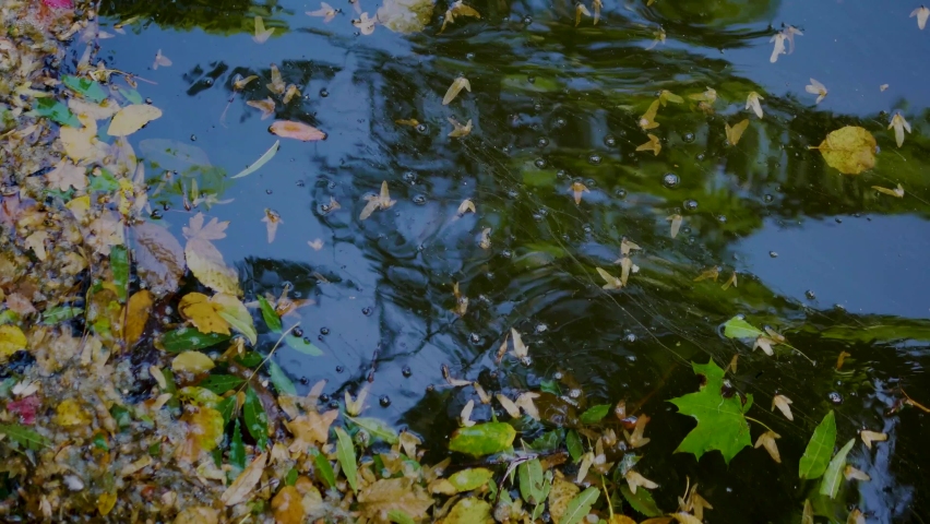 Autumn leaves in the water in a puddle,beautiful yellow and green leaves float in the river in the lake.