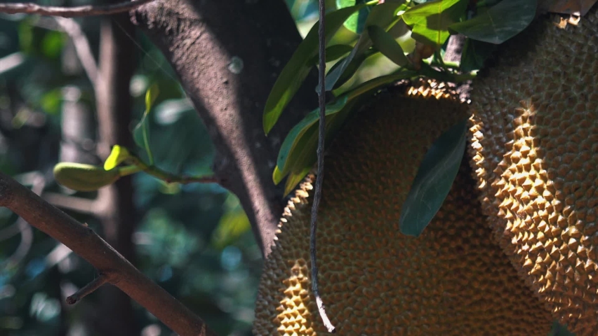 Close Exterior Shot of Two Jack Fruit Slow Motion Zoom Out Hanging on Tree in the Day | Shutterstock HD Video #1059402122