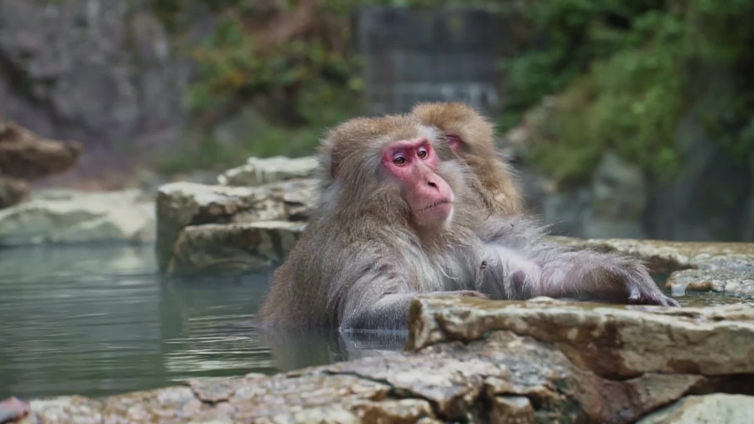 Snow monkey carefully clean other monkey's fur while bath together in hot spring | Shutterstock HD Video #1059402305
