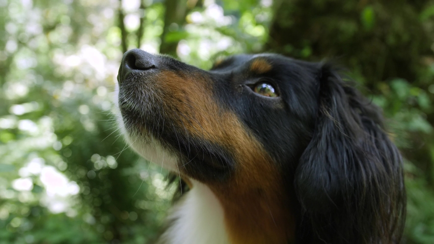 Tight shot of mini Australian Shepherd's face out on a hiking trail. Royalty-Free Stock Footage #1059402311