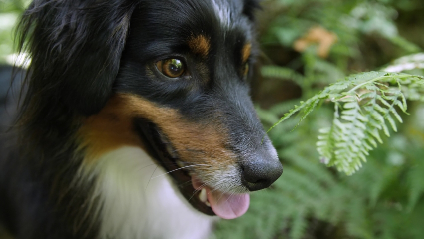 Tight shot of mini Australian Shepherd's face out on a hiking trail. Royalty-Free Stock Footage #1059402890
