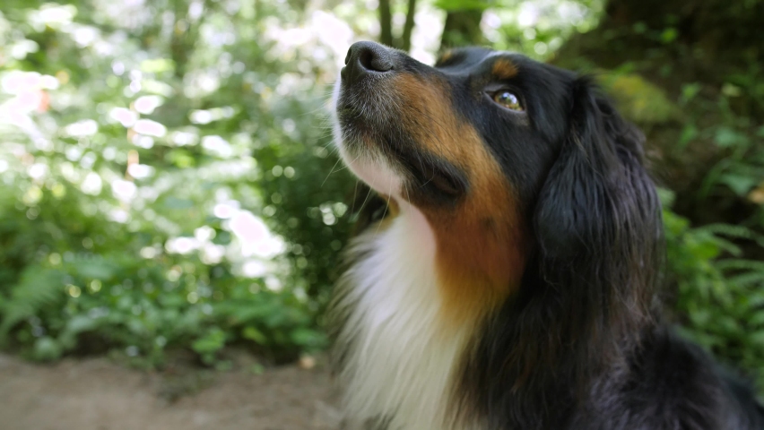 Tight shot of a smiling mini Australian Shepherd's face out on a hiking trail. Royalty-Free Stock Footage #1059402893