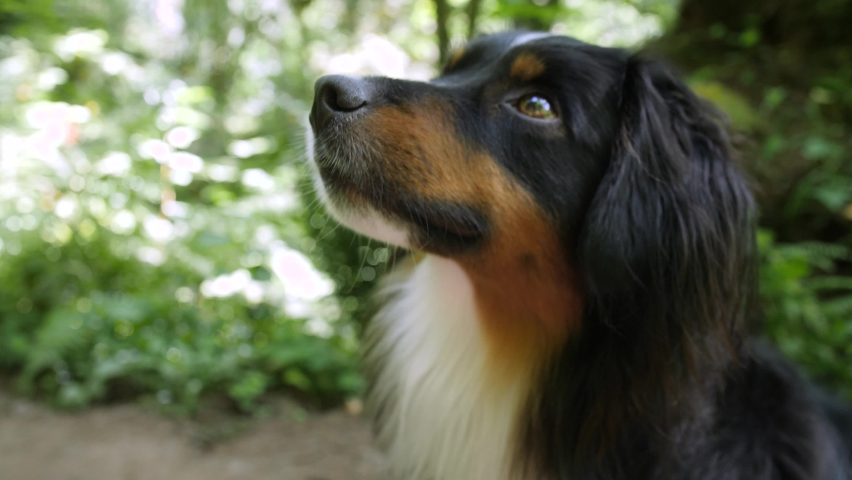 Tight shot of a smiling mini Australian Shepherd's face out on a hiking trail. Royalty-Free Stock Footage #1059403121