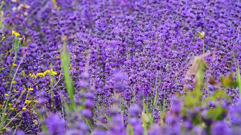 Lavender field. Growing Lavender Flower closeup. Lavender field shot on sunny day in Crimea, Ukraine.