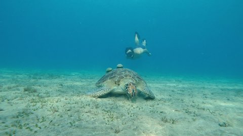 Sea. A man in an underwater mask and fins swims in the sea next to a large turtle. Egypt.