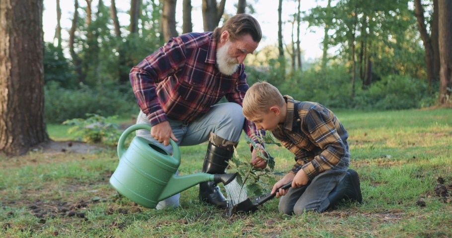 Attractive satisfied bearded senior grandfather working with 10-aged lovely grandchild on green lawn while planting oak seedling and pouring with water,slow motion