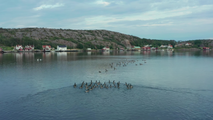 Canada ducks on Swedish west coast. Goose in Sweden swimming in ocean at Bohuslan. Many birds in aerial drone shot close over water surface. Branta canadensis waterfowl between island in the sea
