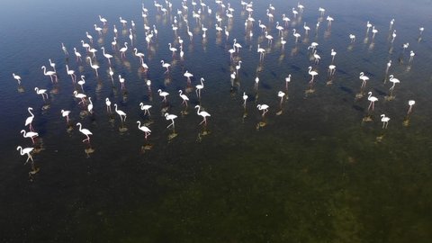 Aerial view of the Flamingos gathered at the Ajman Mangroves, United Arab Emirates. 
