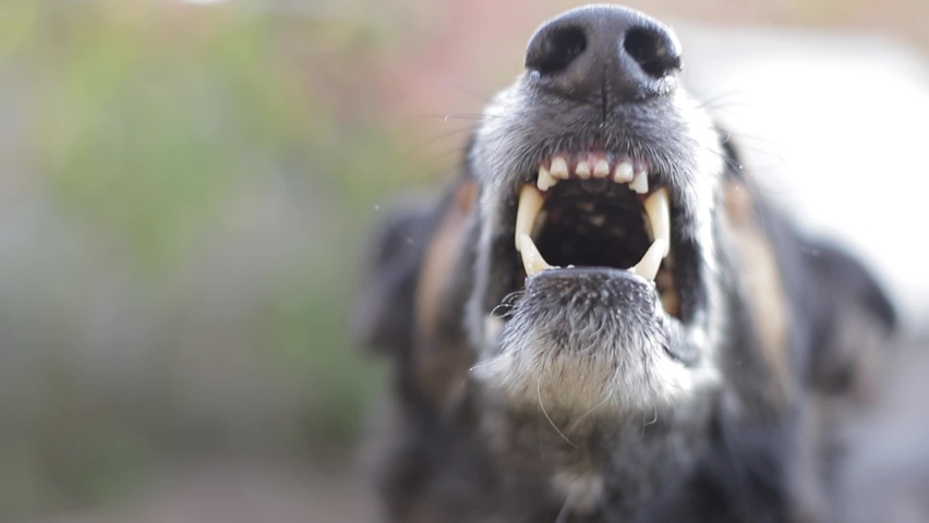An evil German Shepherd barks into the cell. Enraged dog | Shutterstock HD Video #1059415109