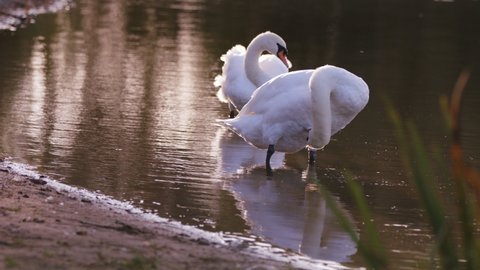 Two swans stand at waters edge and preen feathers on early summer morning, lake in England