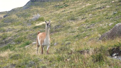 A Guanaco Walks by In Torres del Paine National Park in Chilean Patagonia