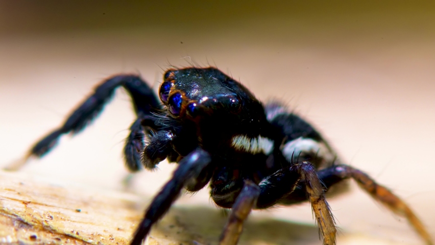 Single cute adorable large exotic purple eye black jumping spider arthropod with quick sudden movements with unusual pattern of four pairs of eyes, static extreme close up portrait