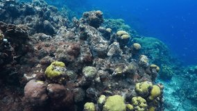 Deep colorful reef with swimming fish. Dark blue, tropical corals and fishes. Underwater video from scuba diving on the coral reef. Ocean wildlife video.