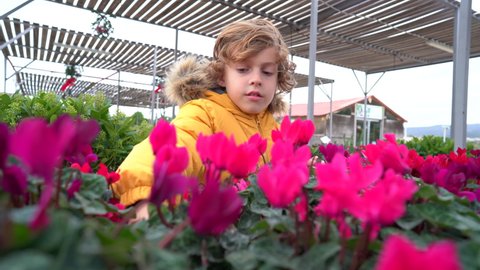Beautiful blond boy with yellow jacket buying cyclamen plants in nursery