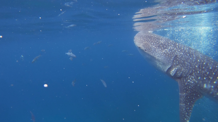 A whale shark eats plankton just below the sea surface while swimming. Another one visible in the background. Royalty-Free Stock Footage #1059439352