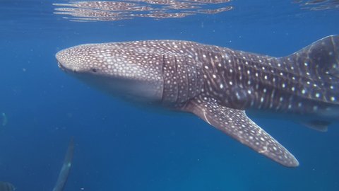 A whale shark eats plankton just below the sea surface while swimming. Another one visible in the background.