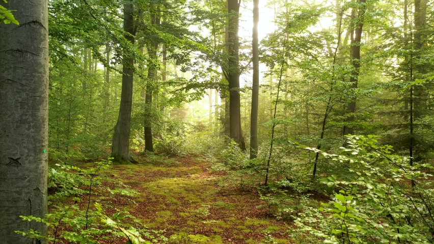 Beautiful morning in green forest - aerial shot	 | Shutterstock HD Video #1059449279