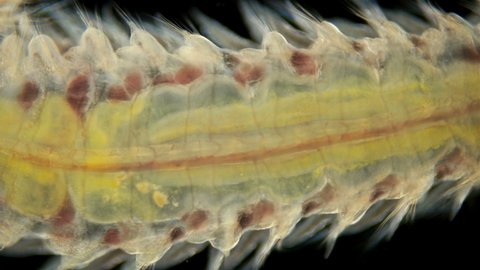 Worm Polychaeta Naineris sp. under a microscope, of the family Orbiniidae, crawl along the bottom and eat detritus.  