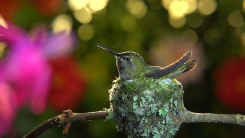 Female hummingbird taking off from her nest at windy moment and visiting the flower for a while before returning to the nest
