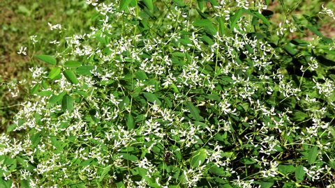 An Autumn Clematis plant (Clematis paniculata) blooming with hundreds of tiny white flowers.