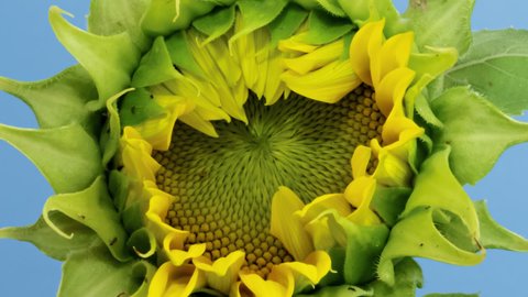 Macro time lapse opening Sunflower Head close-up, isolated on blue background