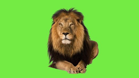 animation lion talk on green screen