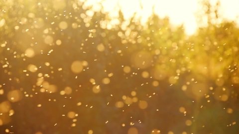 Blurred nature background. Small midges fly in the rays of light. Insects swarm in the rays of the setting sun. Mosquitoes. Beautiful nature, shining shimmering sundown. Lens flare effect