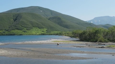 Bears walking on the shore of Kurile lake. Kamchatka, Russia, 4k