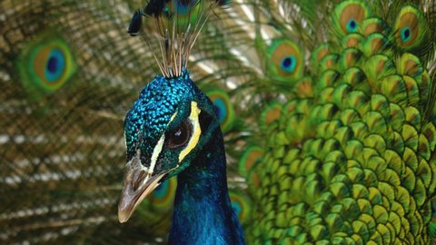 Close up view of peacock spreading his tail feathers	