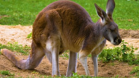 kangaroo standing on a meadow and looking around. - Βίντεο στοκ